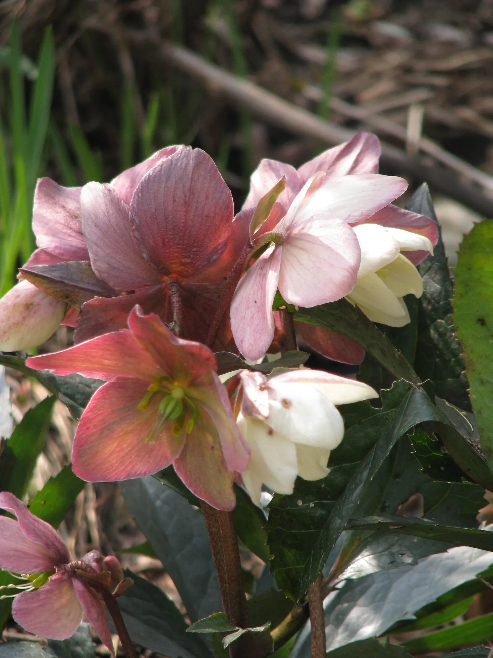 Hybrid Helleborus Or Hellebore (Helleborus Hybrids) — Hellebores are deer-resistant and require minimal maintenance