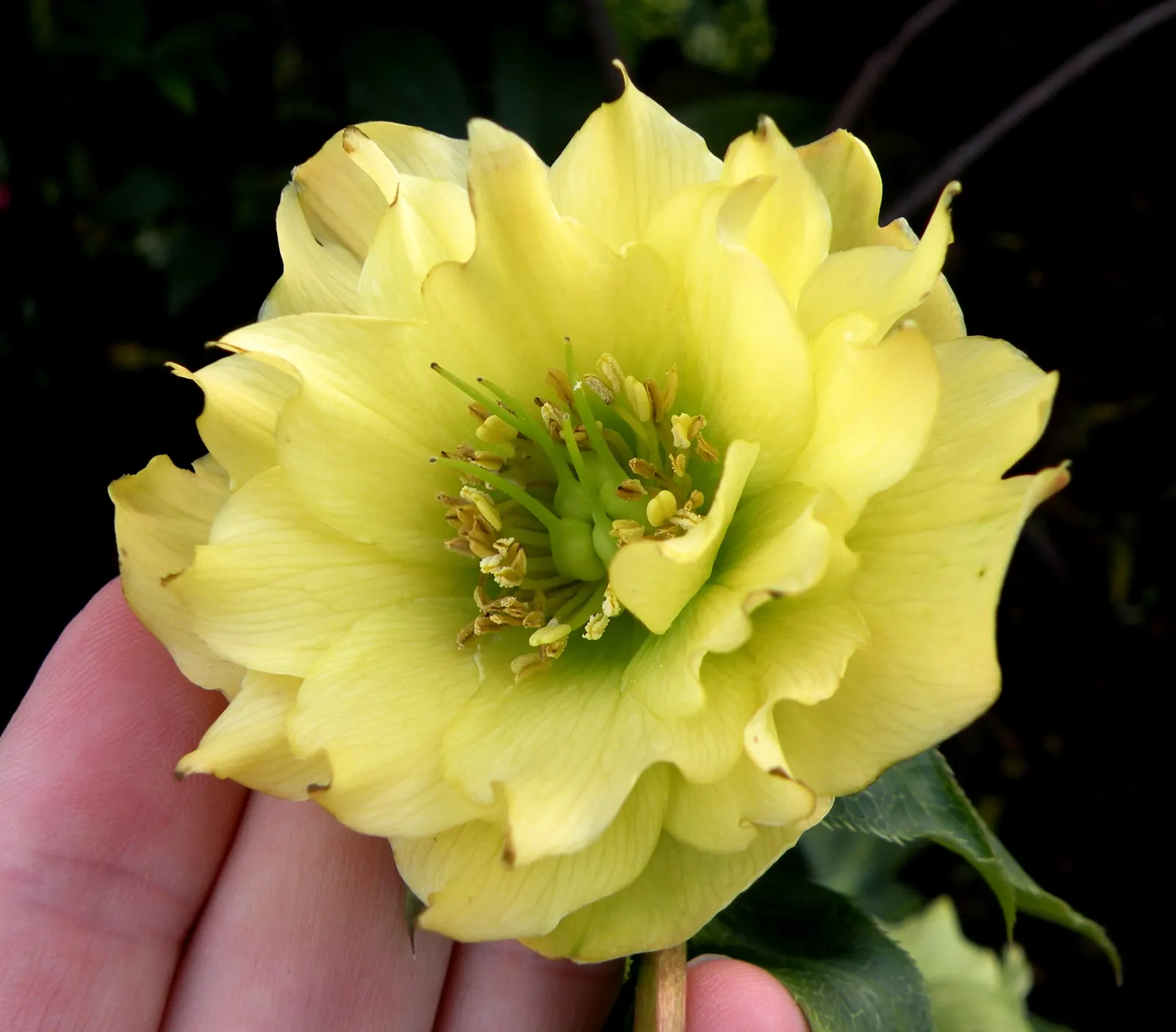 Hybrid Helleborus Or Hellebore (Helleborus Hybrids) — This perennial plant typically reaches a height of 12 to 18 inches with a similar spread