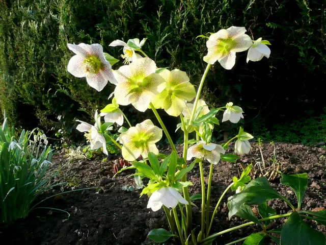 Hybrid Helleborus Or Hellebore (Helleborus Hybrids) — These perennials thrive in partial to full shade and well-draining soil