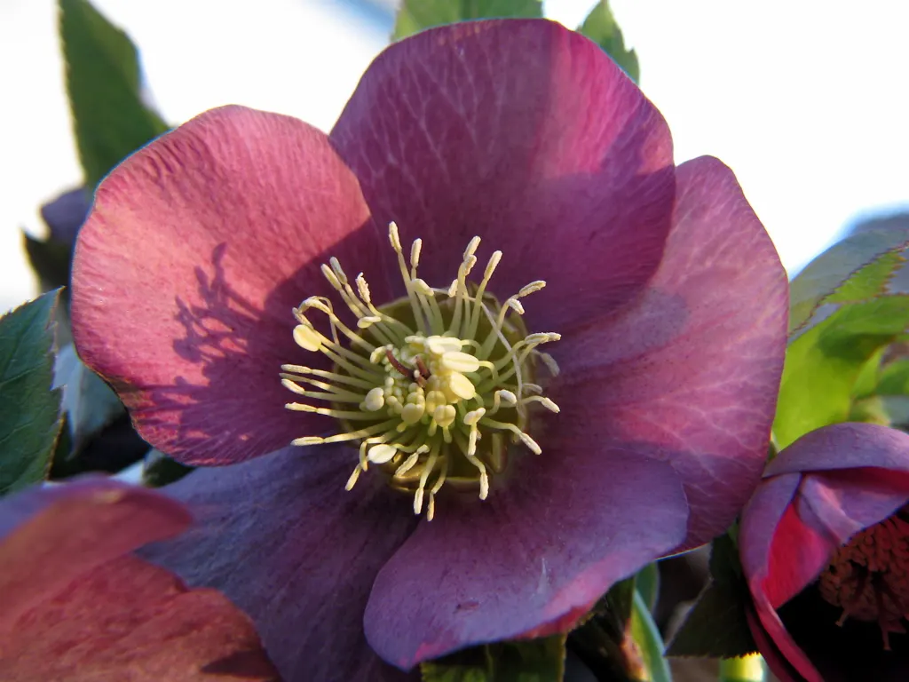 Hybrid Helleborus Or Hellebore (Helleborus Hybrids) — saucer-shaped flowers in an array of colors from creamy whites to deep purples