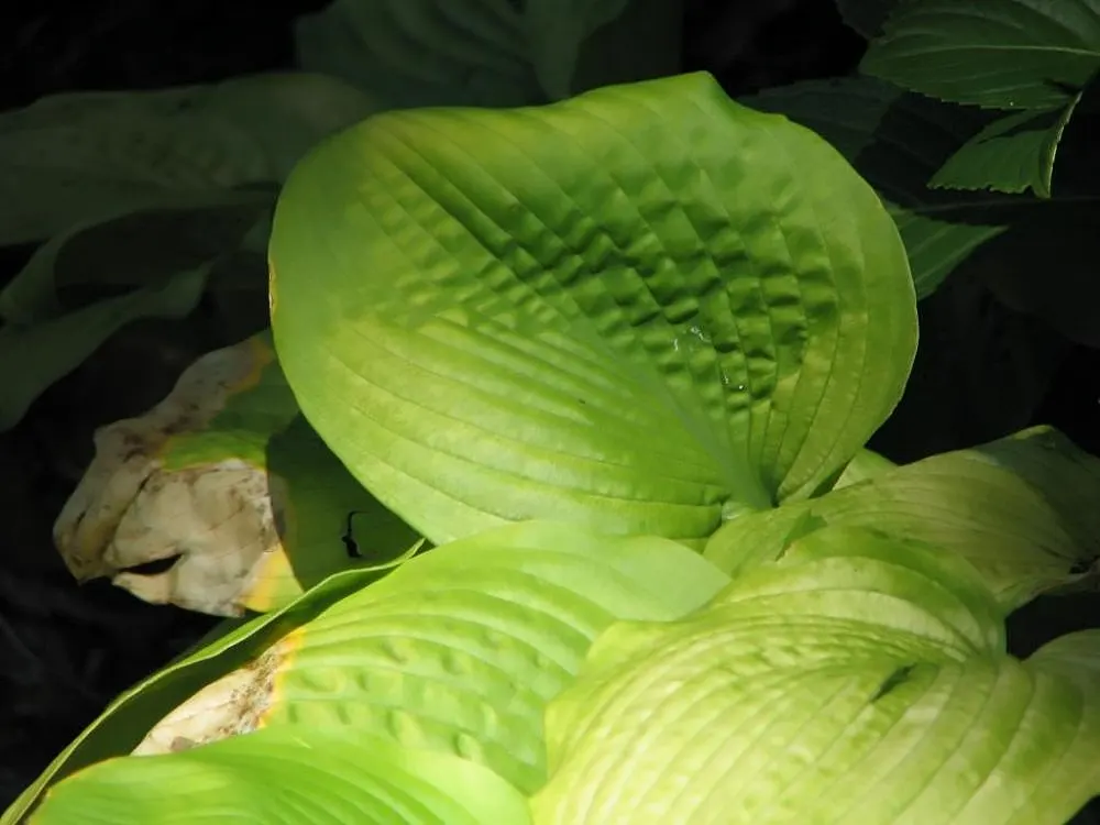 August Moon Hosta (Hosta 'August Moon') — Flourishing in USDA Hardiness Zones 3 to 8
