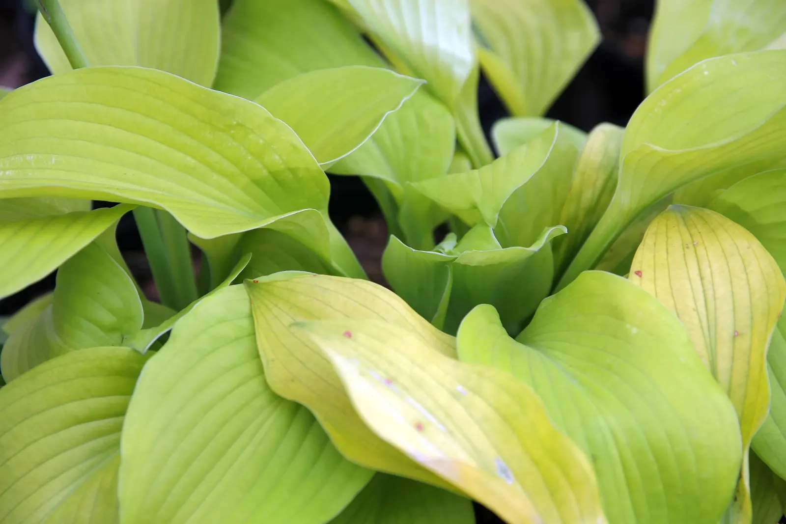 August Moon Hosta (Hosta 'August Moon') — produce lavender flowers on 36-inch scapes