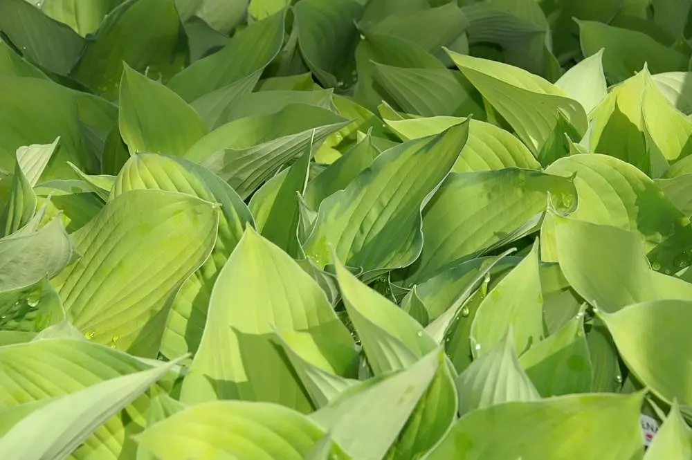 August Moon Hosta (Hosta 'August Moon') — Mature plants span up to 24 inches in height with a spread of 36 to 48 inches