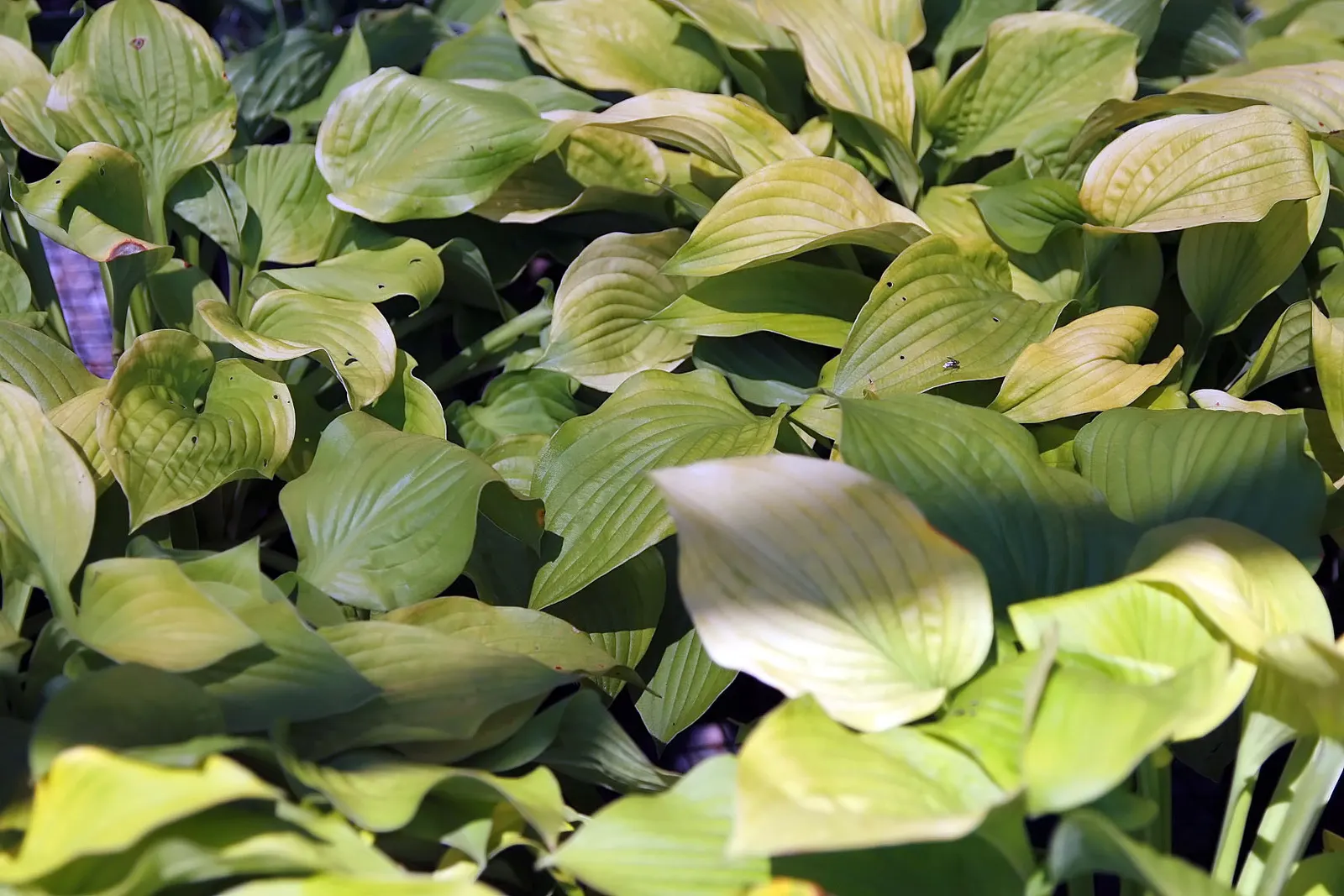 August Moon Hosta (Hosta 'August Moon') — Ideal for borders and woodland settings