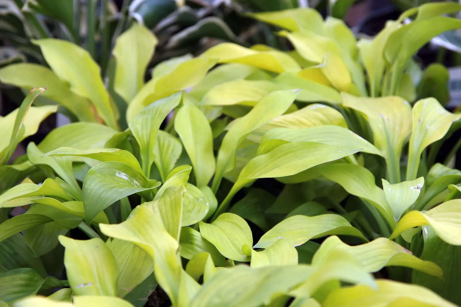 August Moon Hosta (Hosta 'August Moon') — This perennial thrives in zones 3-8, preferring partial to full shade with moist, well-drained soil