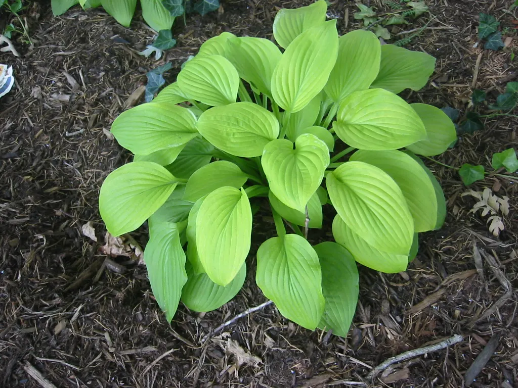 August Moon Hosta (Hosta 'August Moon') — providing striking texture in shaded gardens