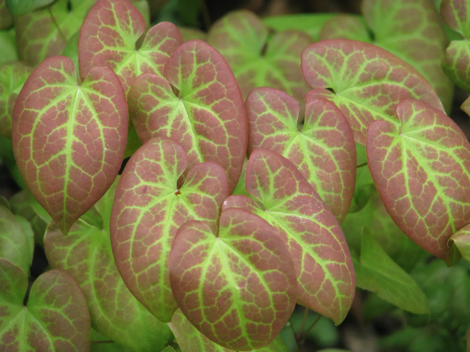 Bicolor Barrenwort (Epimedium X Versicolor 'Sulphureum') — Mature height reaches up to 12-18 inches, with a similar spread