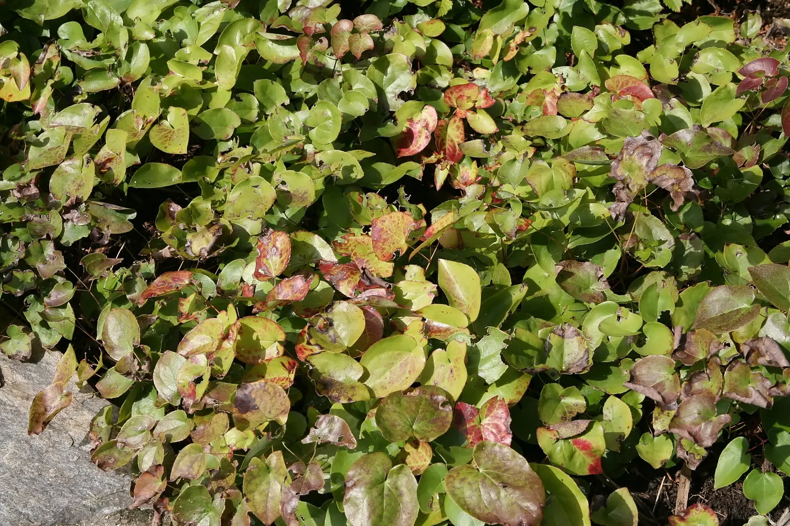 Bicolor Barrenwort (Epimedium X Versicolor 'Sulphureum') — It features heart-shaped leaves and dainty, yellow and lavender-tinted flowers in spring