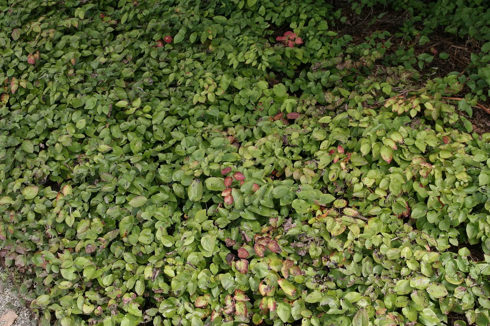 Bicolor Barrenwort (Epimedium X Versicolor 'Sulphureum') — The Bicolor Barrenwort (Epimedium x versicolor 'Sulphureum') is a resilient