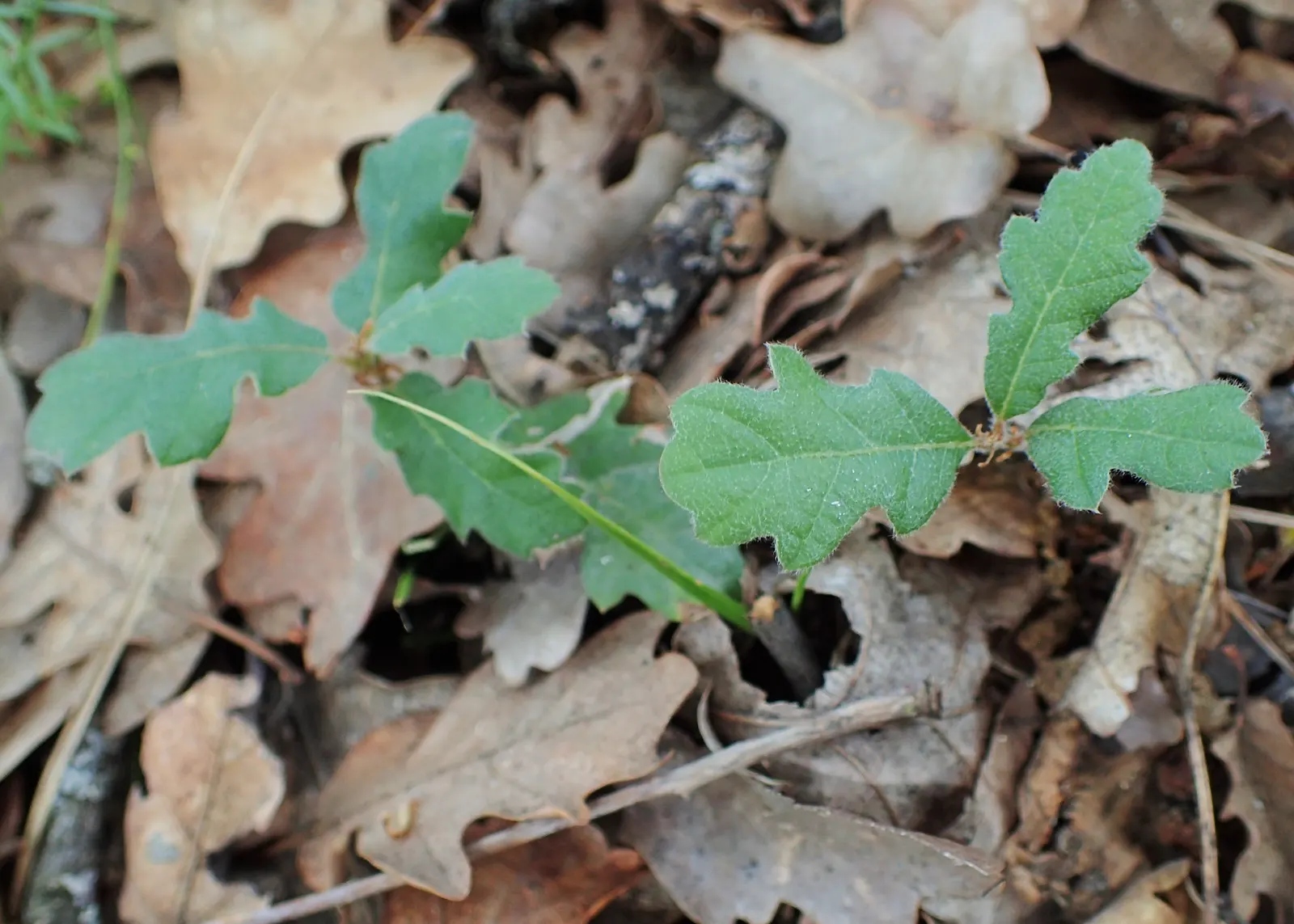 Hungarian Oak (Quercus Frainetto) — turning to captivating shades of gold and brown in the fall