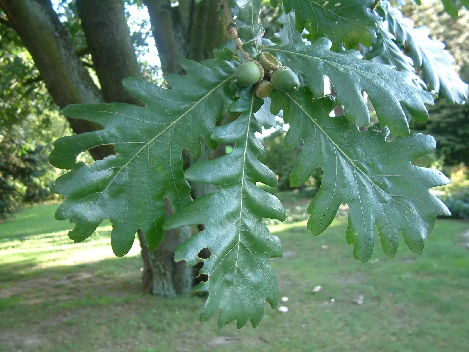 Hungarian Oak (Quercus Frainetto) — They have a deep green color with a glossy surface; though slightly acidic conditions are ideal for optimum growth