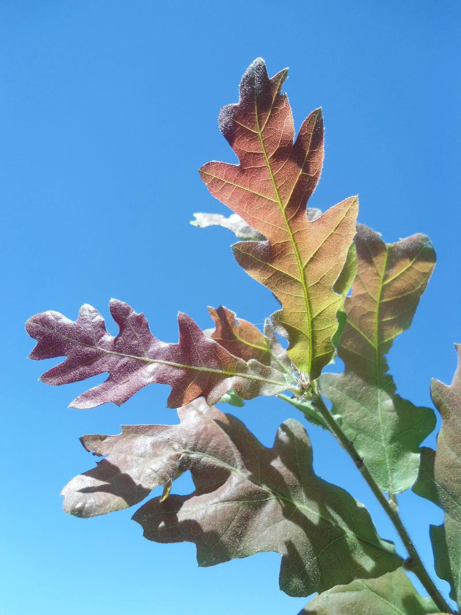 Hungarian Oak (Quercus Frainetto) — stands as a regal and robust deciduous tree