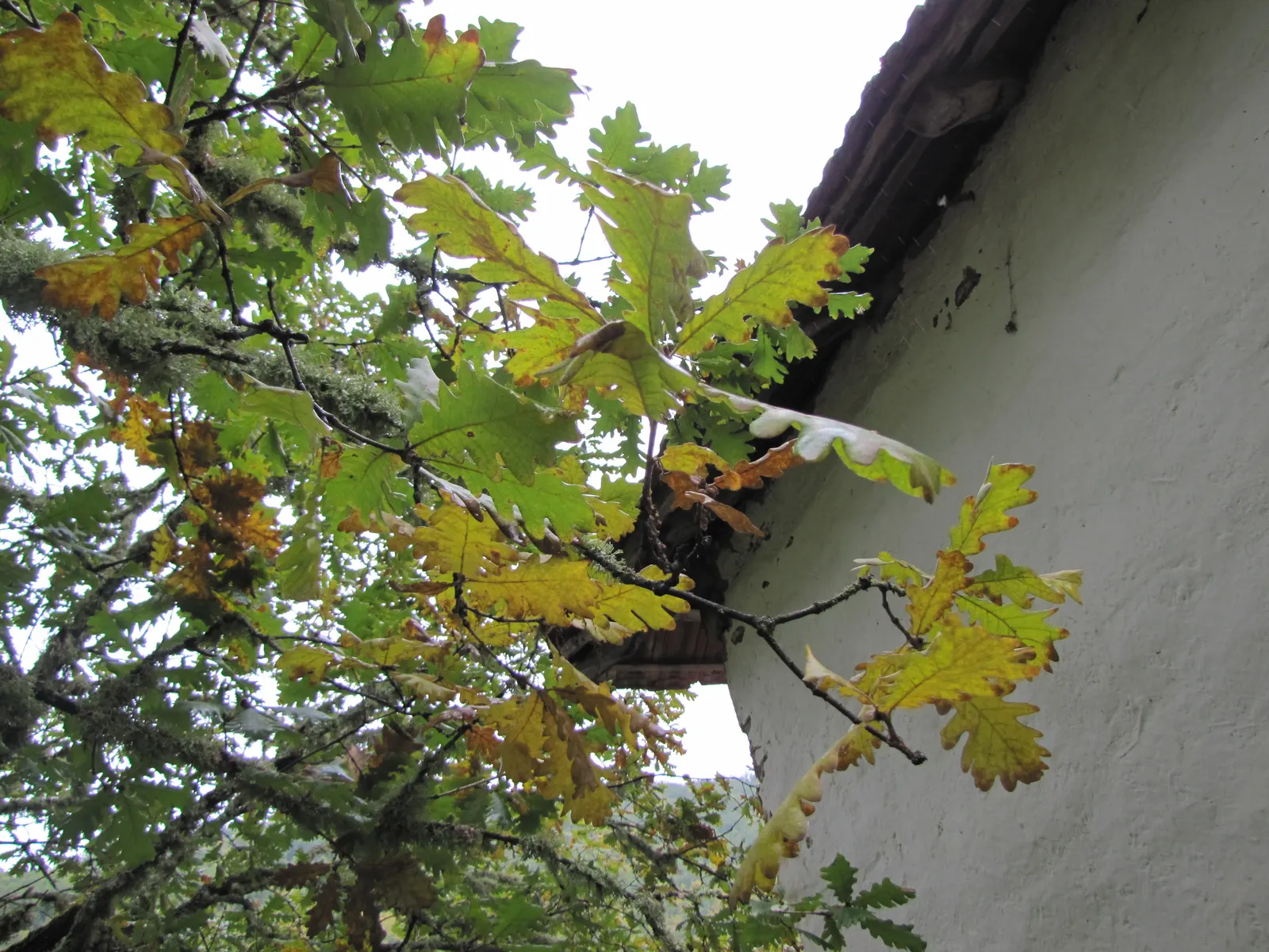 Hungarian Oak (Quercus Frainetto) — sturdy structure.<br><br>The leaves of the Quercus frainetto are one of its most striking features; this oak prefers