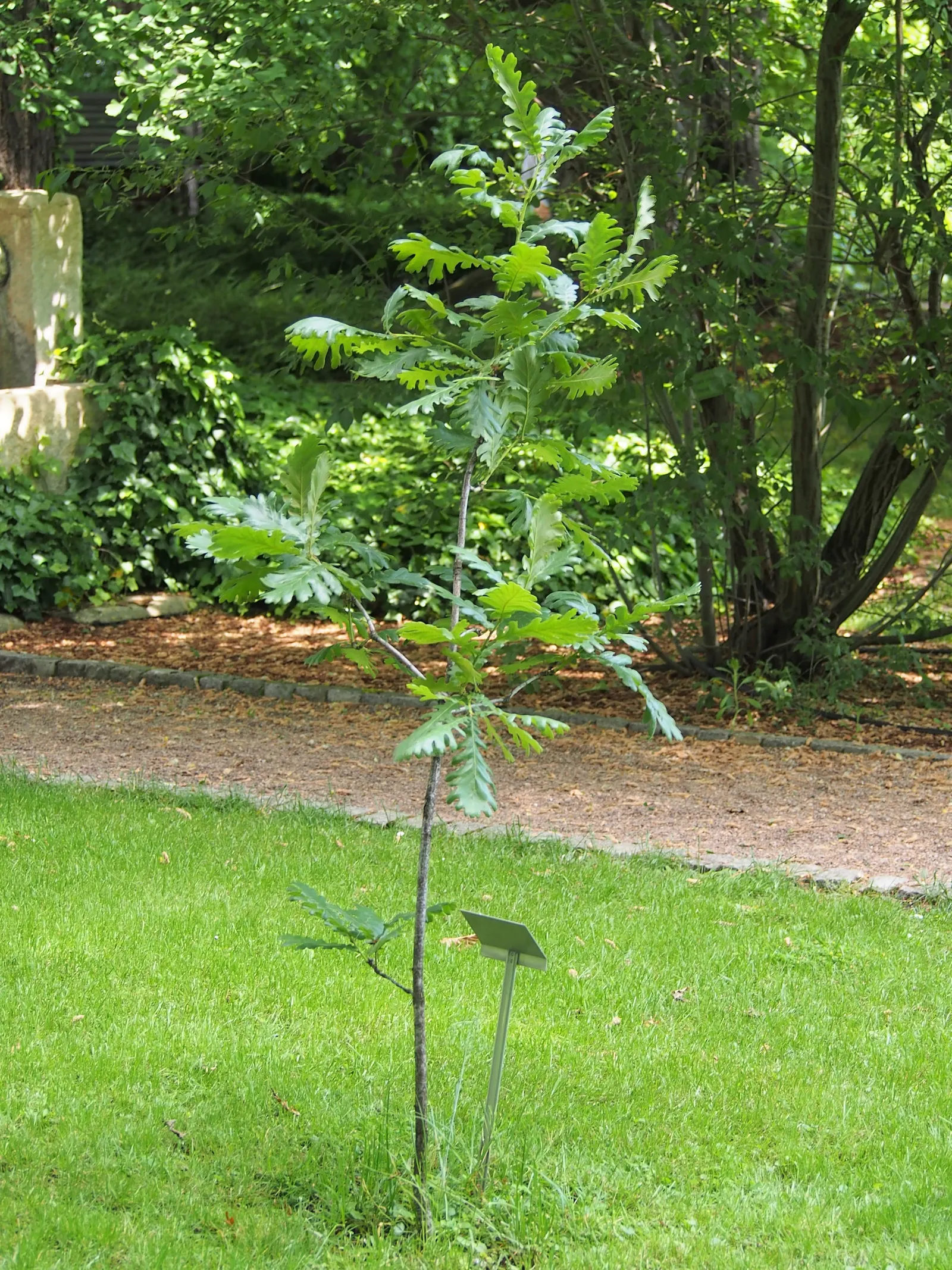 Hungarian Oak (Quercus Frainetto) — growing to about 7 to 9 inches long, image 35