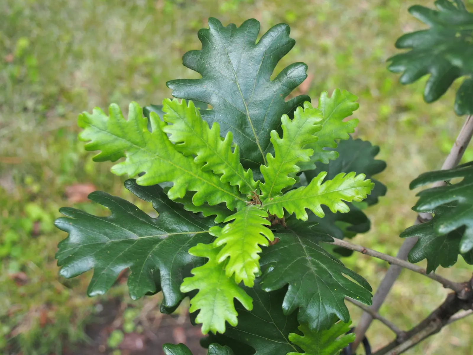 Hungarian Oak (Quercus Frainetto) — leathery leaves that transform into rich golden-yellow hues in fall