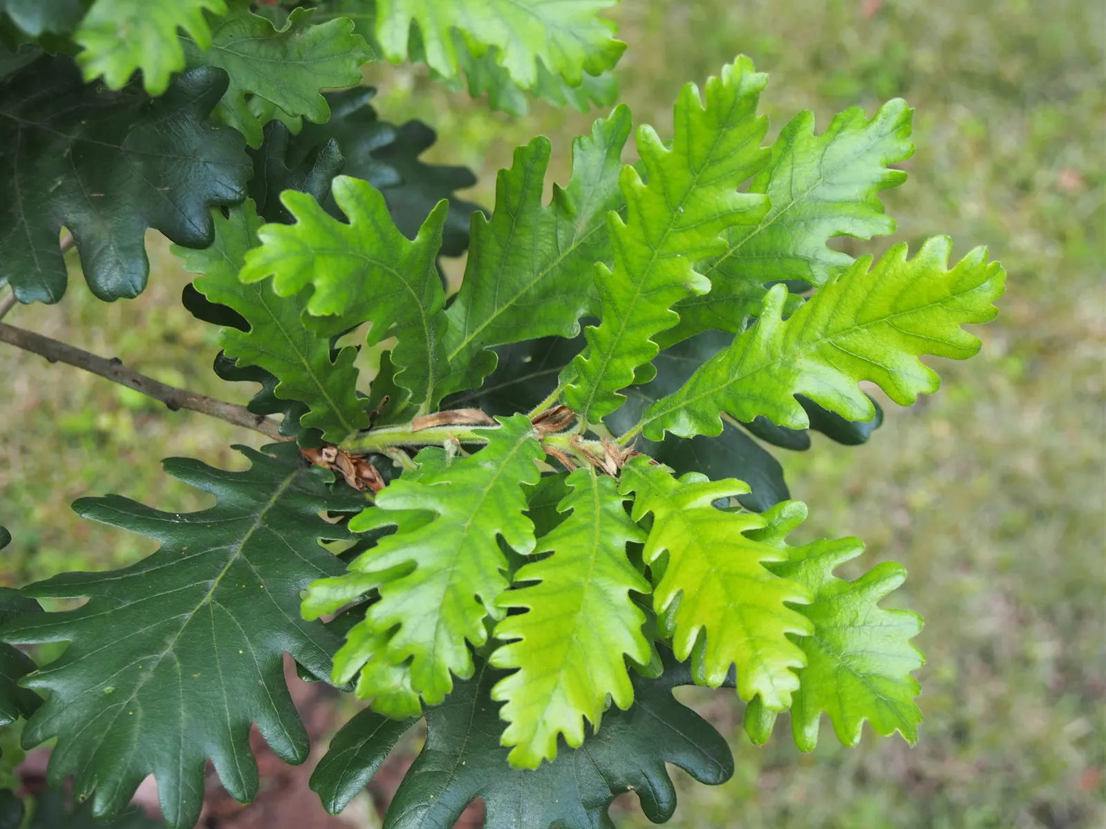 Hungarian Oak (Quercus Frainetto) — It flourishes best in full sunlight and prefers well-drained