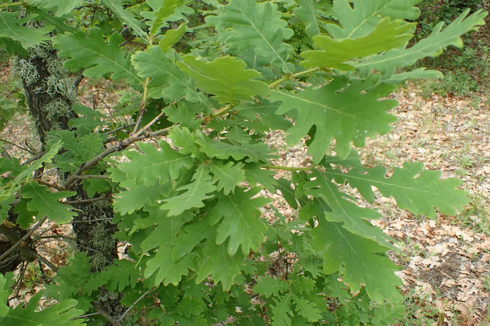 Hungarian Oak (Quercus Frainetto) — remarkable for its grand stature and impressive foliage