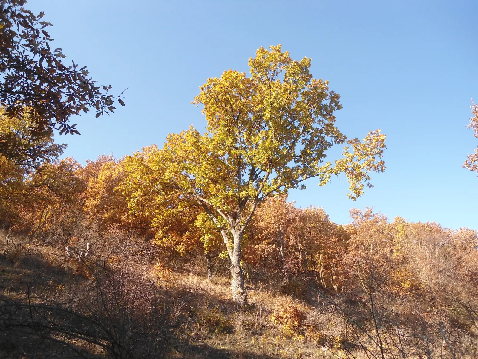 Hungarian Oak (Quercus Frainetto) — sturdy structure.<br><br>The leaves of the Quercus frainetto are one of its most striking features