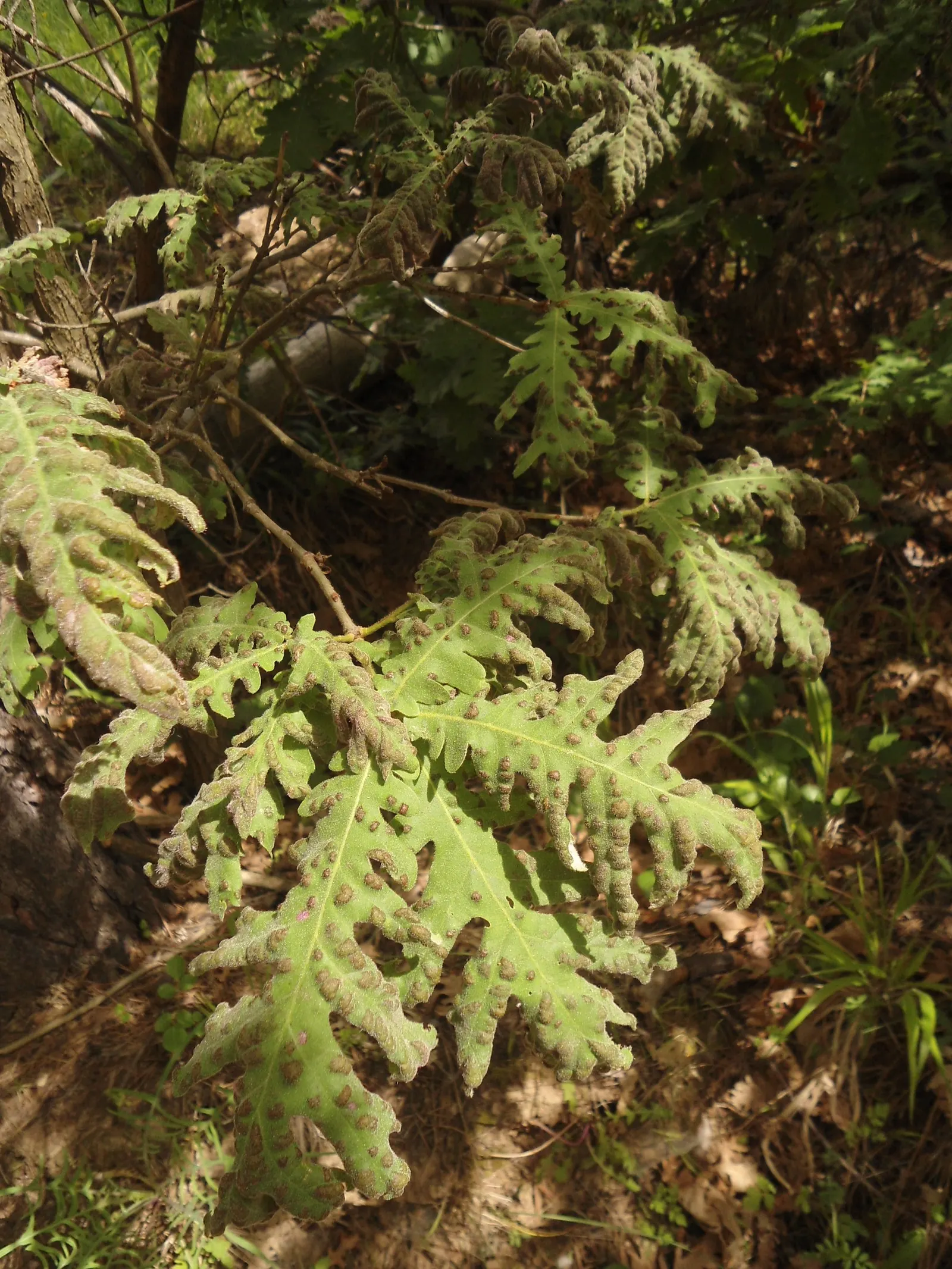 Hungarian Oak (Quercus Frainetto) — the Hungarian Oak is capable of withstanding typical seasonal temperature fluctuations