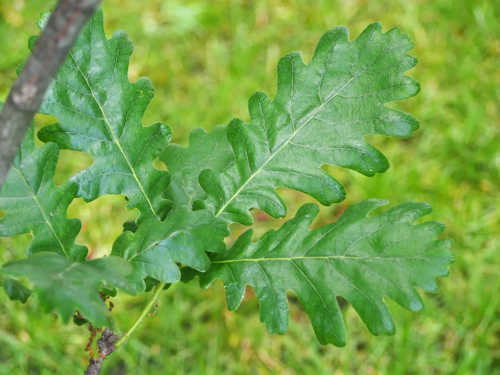 Hungarian Oak (Quercus Frainetto) — leathery leaves that transform into rich golden-yellow hues in fall; it reaches up to 80 feet tall