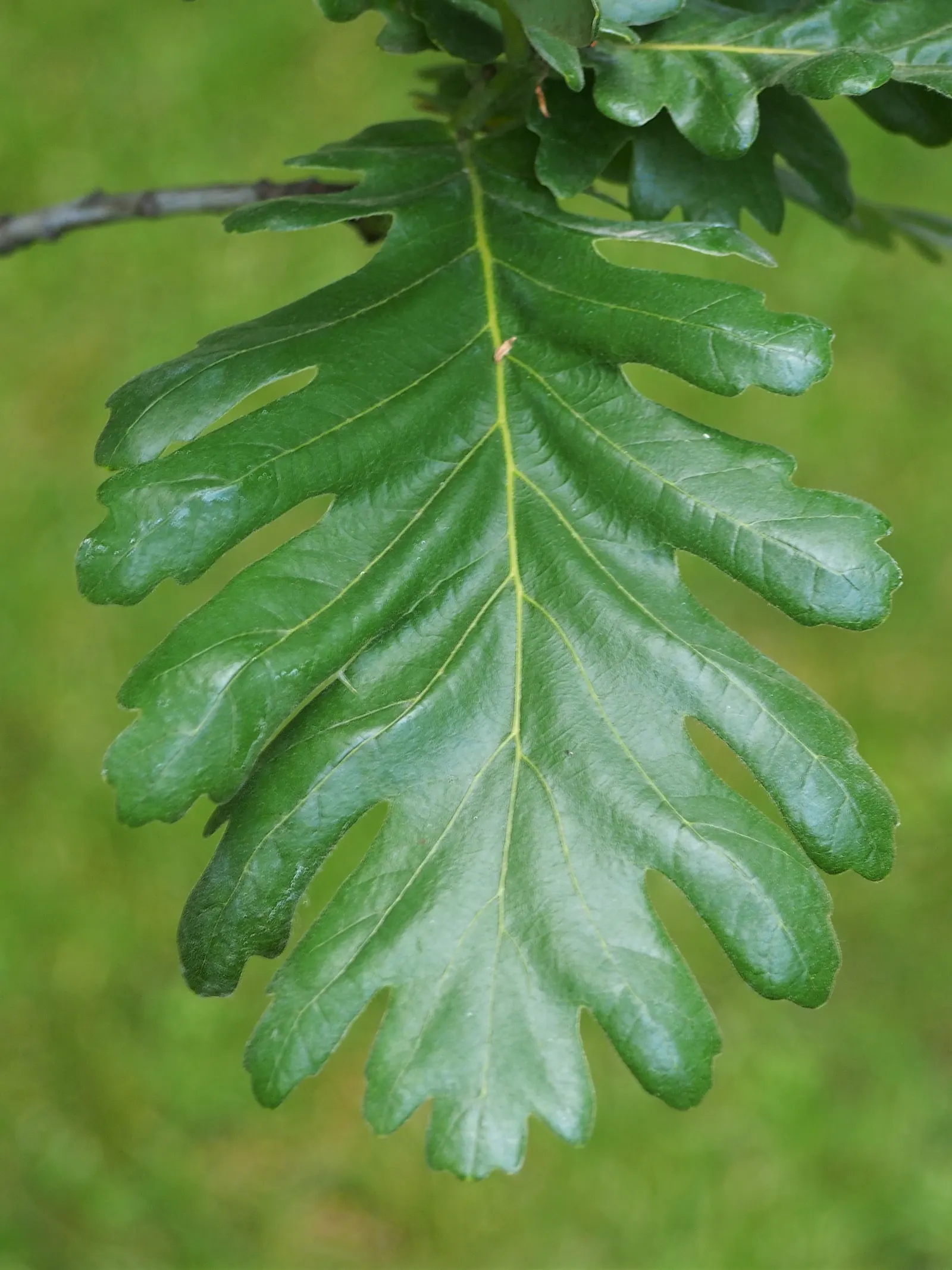 Hungarian Oak (Quercus Frainetto) — stands as a regal and robust deciduous tree; tree for full