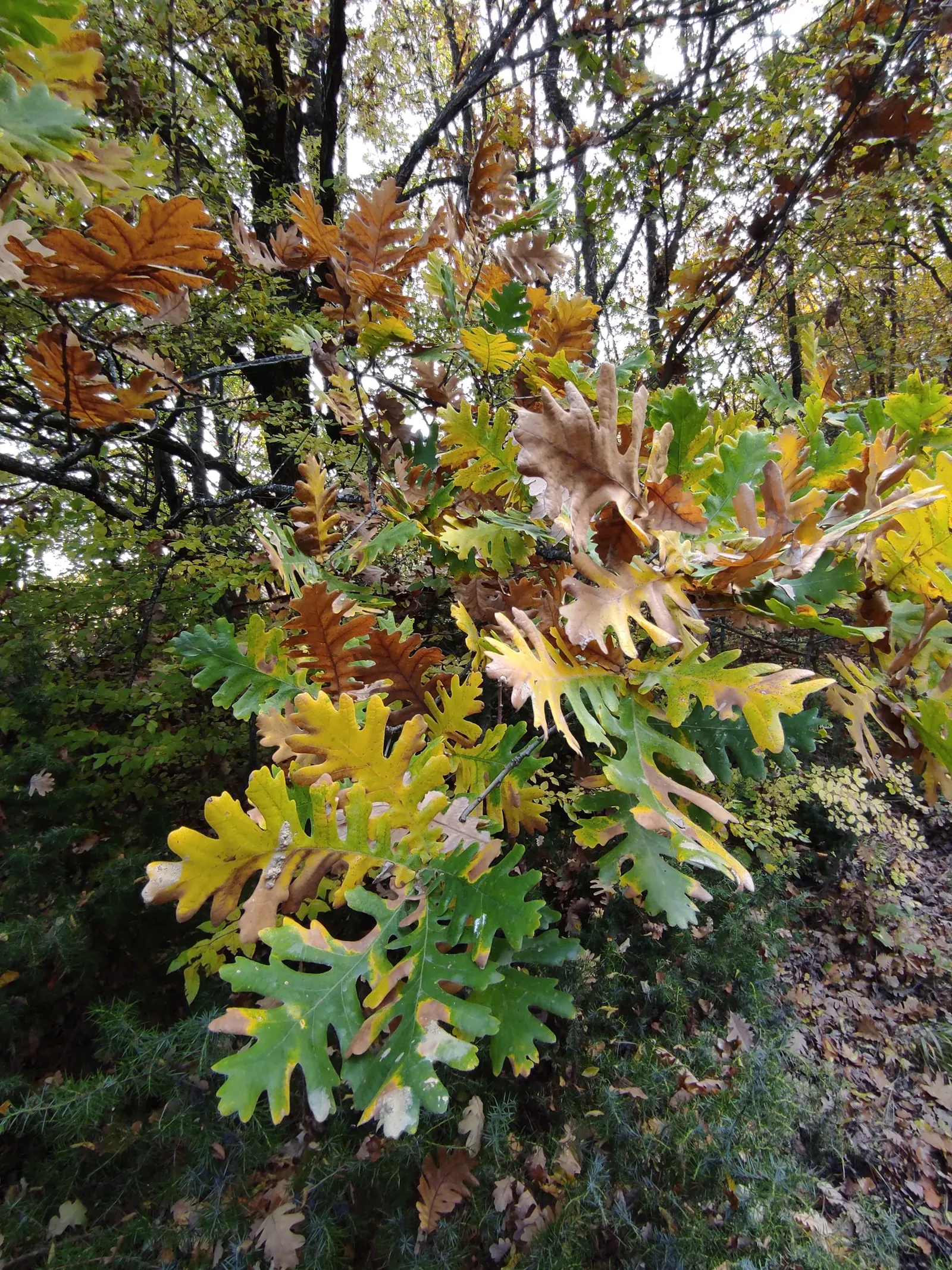 Hungarian Oak (Quercus Frainetto) — allowing it time to develop a strong