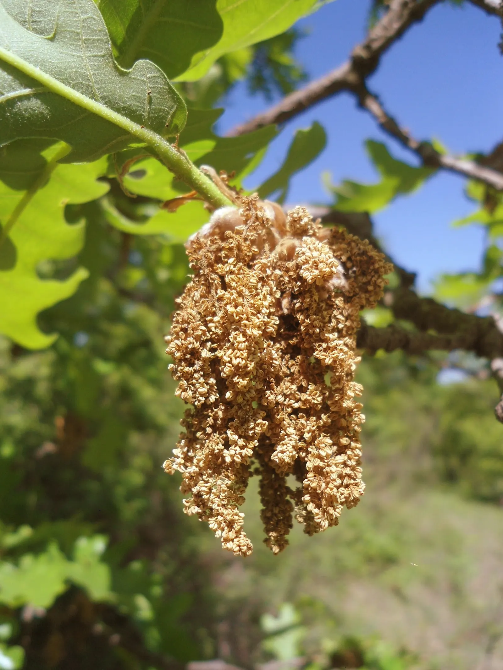 Hungarian Oak (Quercus Frainetto) — being tolerant of different soil textures; remarkable for its grand stature and impressive foliage
