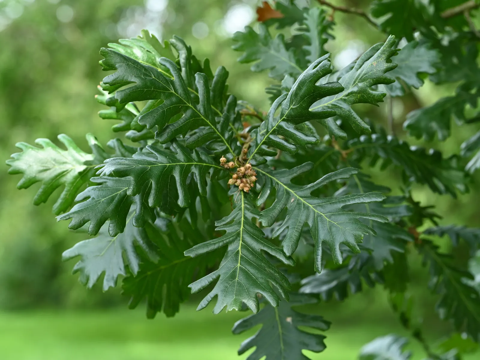 Hungarian Oak (Quercus Frainetto) — with a spread of 40-60 feet