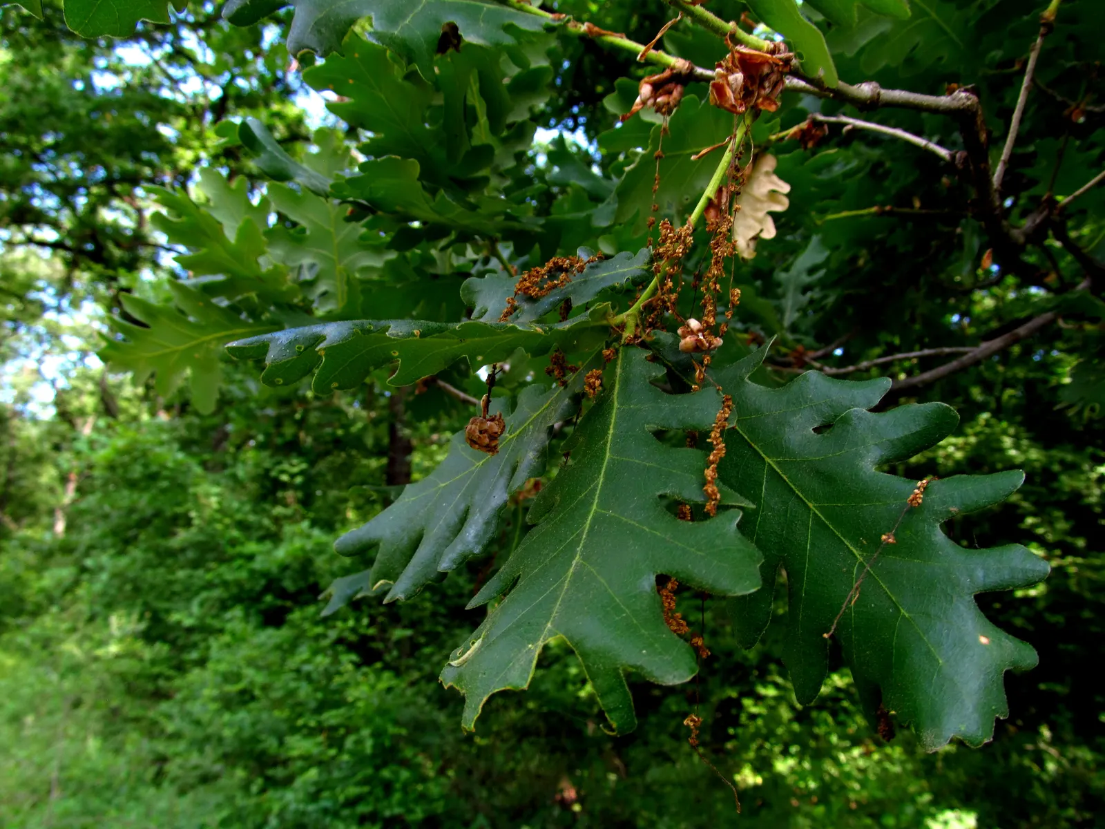 Hungarian Oak (Quercus Frainetto) — This oak prefers well-drained soils, full sun, and is drought-tolerant once established; its growth rate is moderate