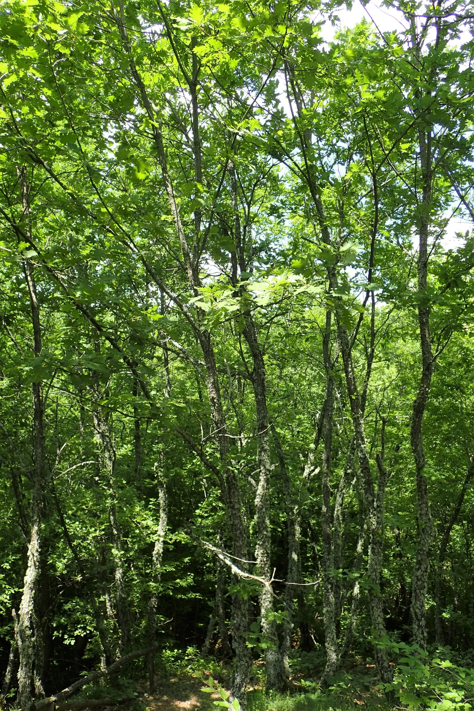 Hungarian Oak (Quercus Frainetto) — An excellent choice for expansive landscapes, providing grandeur and seasonal interest