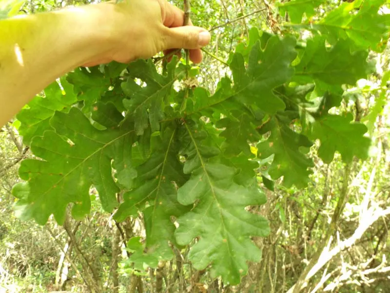 Hungarian Oak (Quercus Frainetto) — allowing it time to develop a strong; it is fairly drought-tolerant and requires minimal care