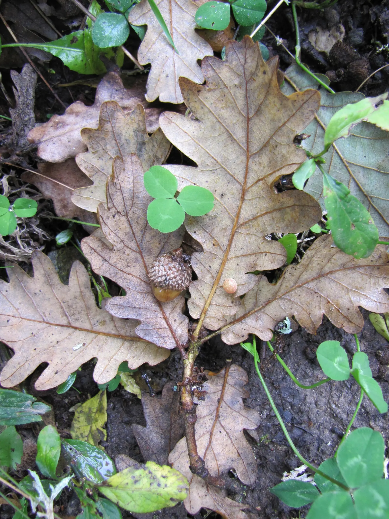 Hungarian Oak (Quercus Frainetto) — remarkable for its grand stature and impressive foliage; stands as a regal and robust deciduous tree