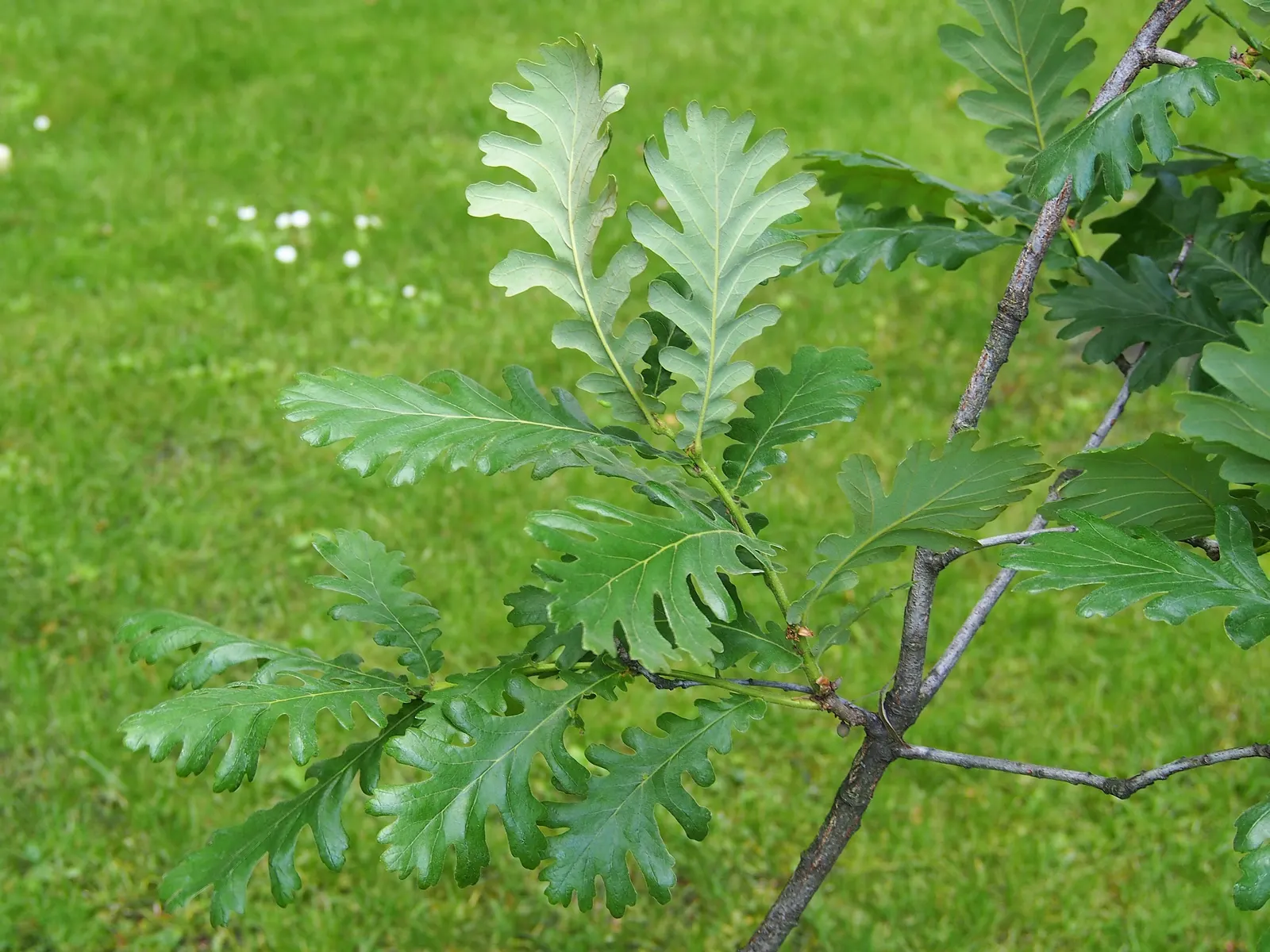 Hungarian Oak (Quercus Frainetto) — It flourishes best in full sunlight and prefers well-drained; the Hungarian Oak (Quercus frainetto) is a robust, deciduous