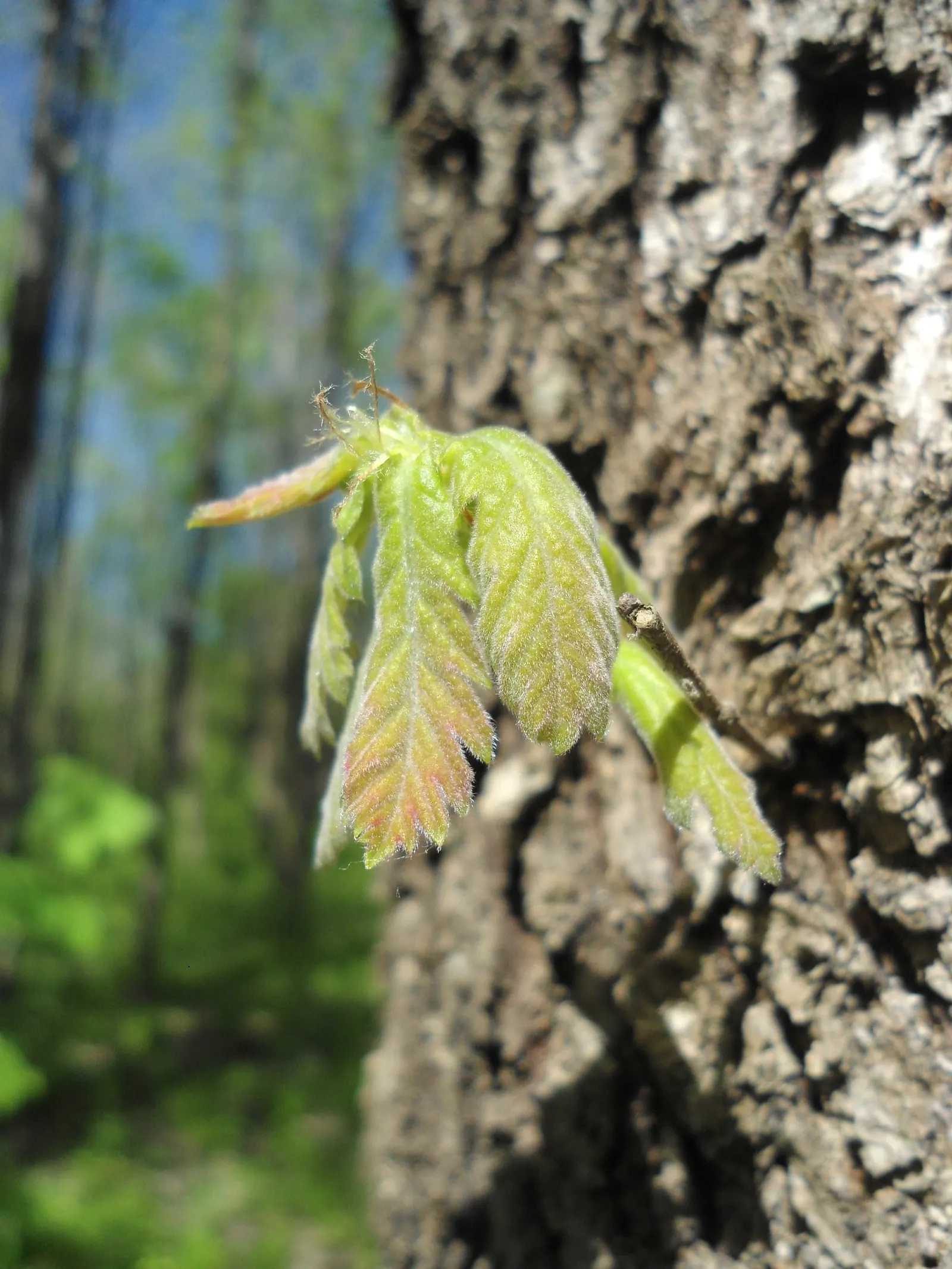 Hungarian Oak (Quercus Frainetto) — tree for full