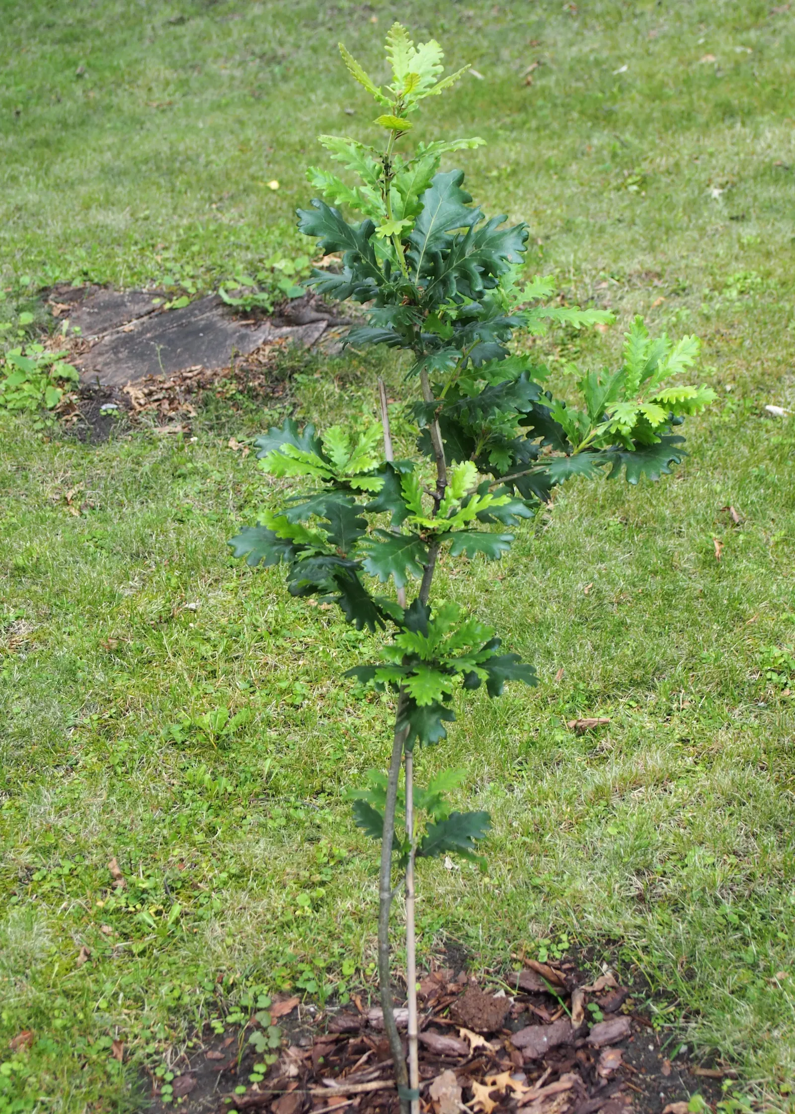 Hungarian Oak (Quercus Frainetto) — making it a low-maintenance yet majestic addition to any landscape design