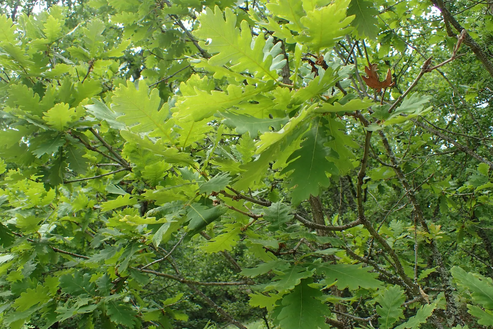 Hungarian Oak (Quercus Frainetto) — The Hungarian Oak (Quercus frainetto) is a robust, deciduous tree, featuring a broad, rounded canopy; leathery leaves that