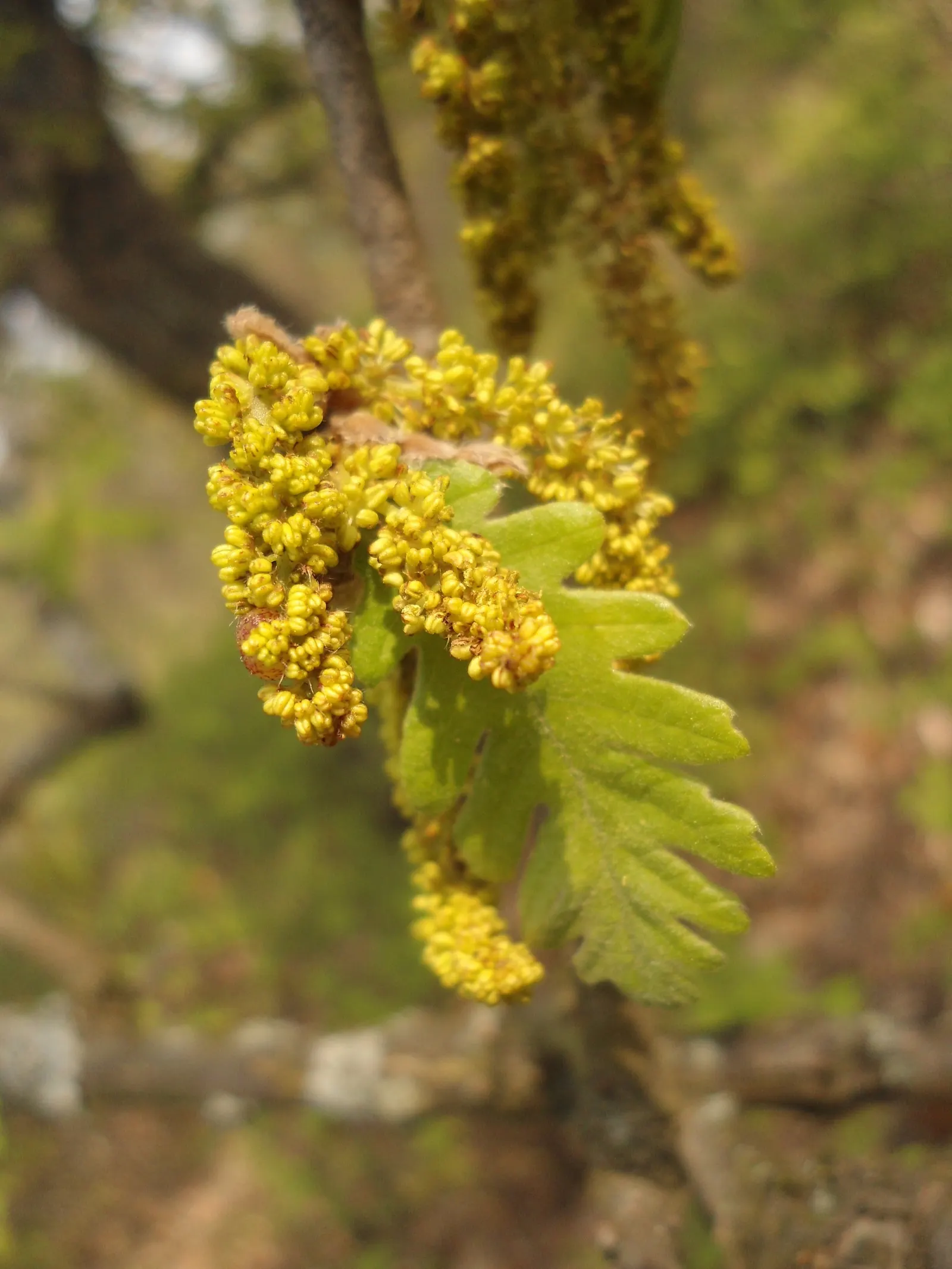 Hungarian Oak (Quercus Frainetto) — being tolerant of different soil textures