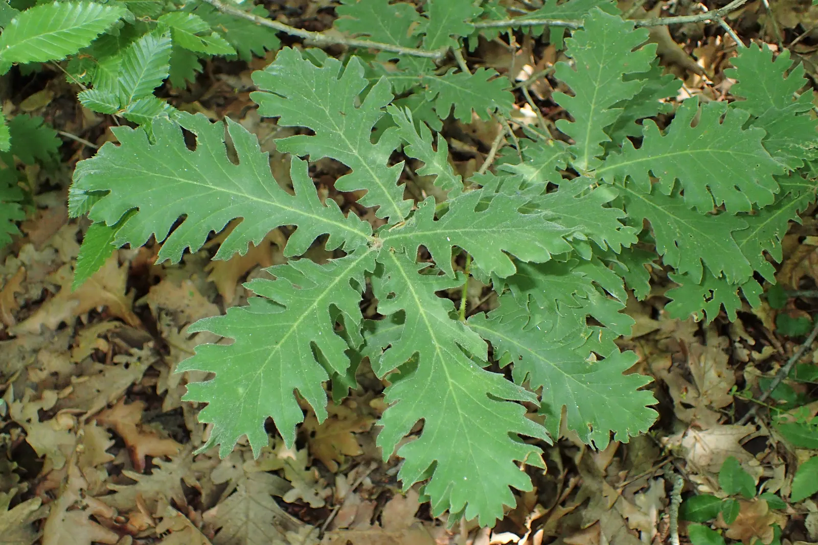 Hungarian Oak (Quercus Frainetto) — Its growth rate is moderate; turning to captivating shades of gold and brown in the fall
