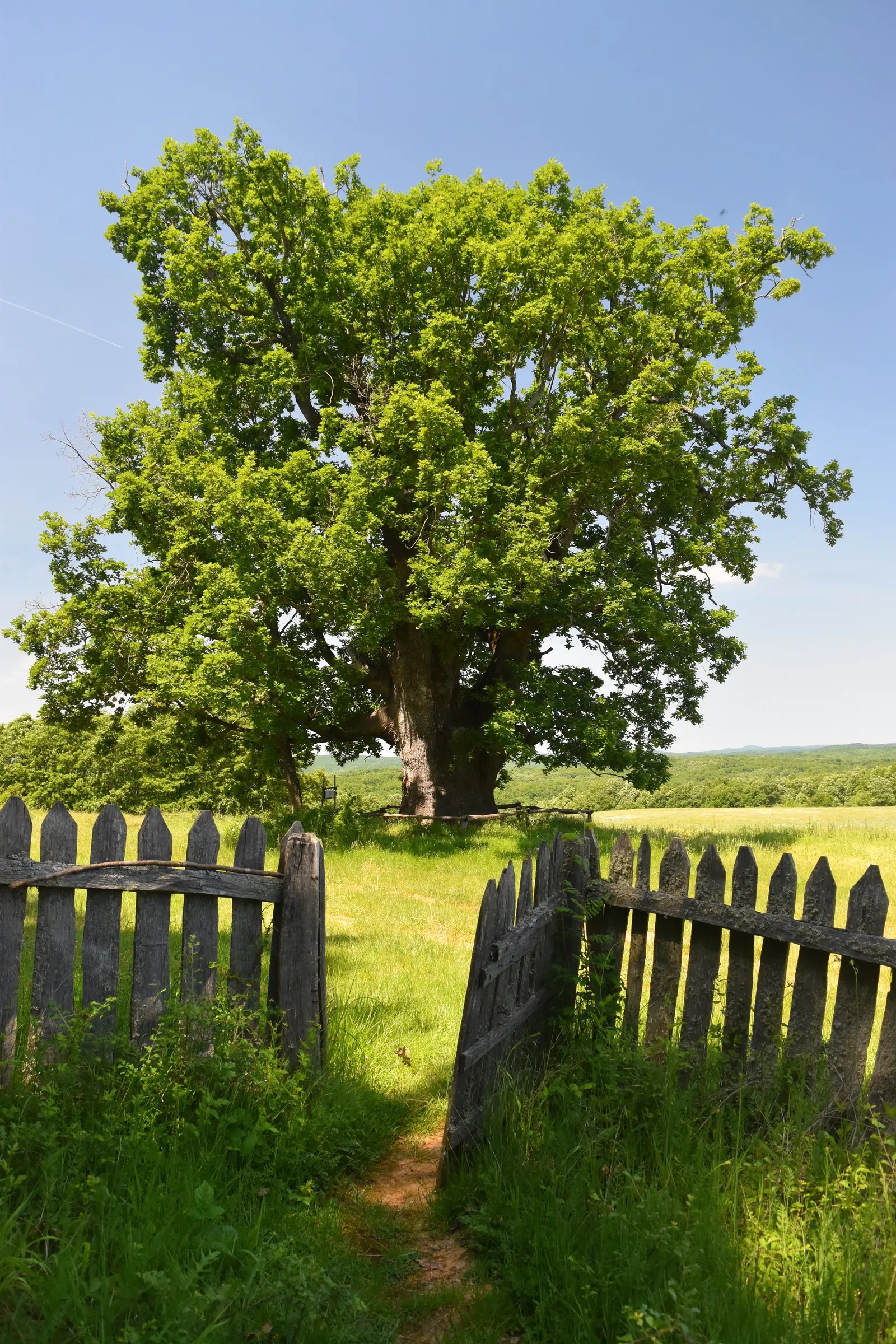 Hungarian Oak (Quercus Frainetto) — Its growth rate is moderate