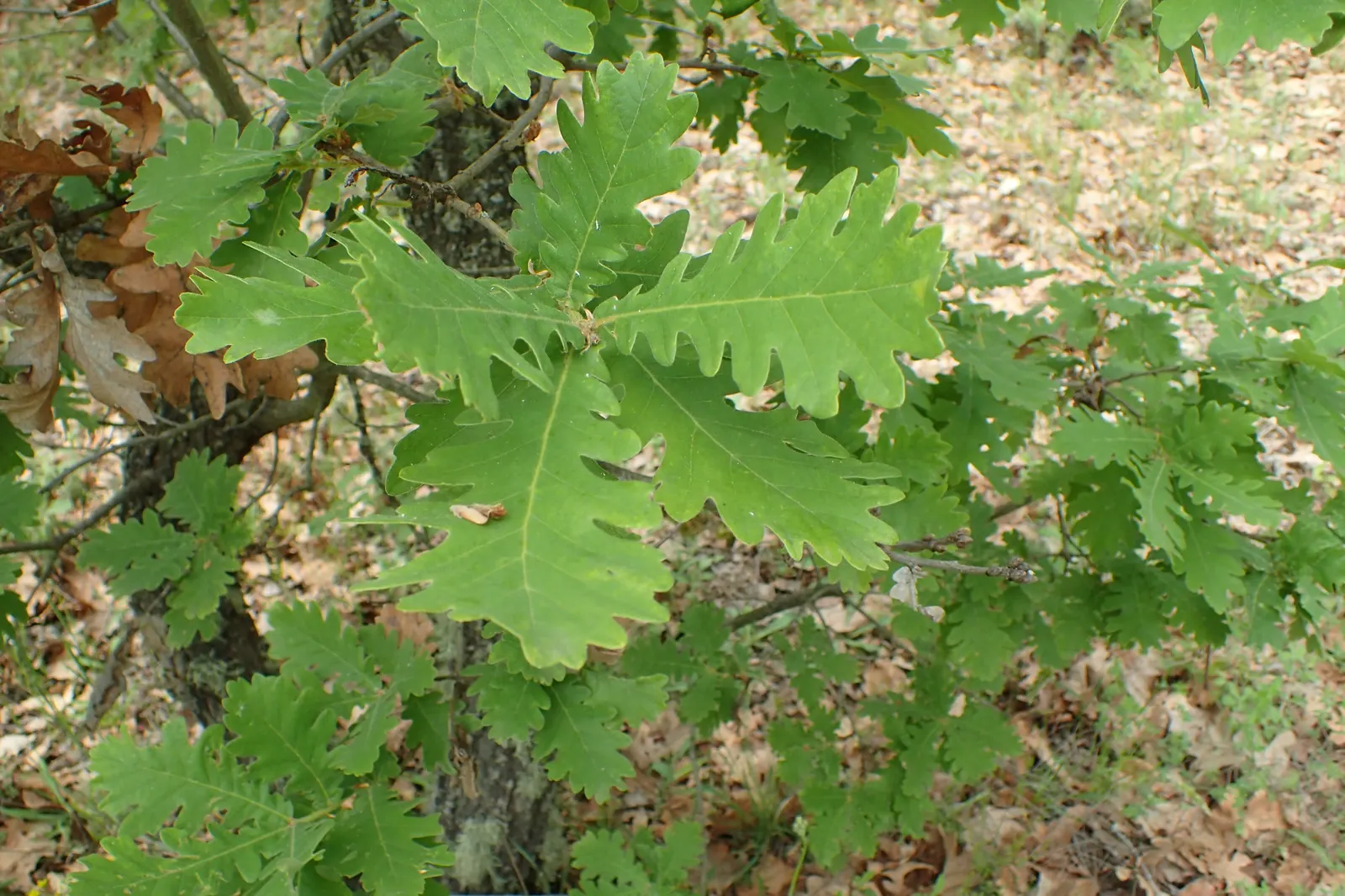 Hungarian Oak (Quercus Frainetto) — providing a visually engaging display.<br><br>When designing a landscape; allowing it time to develop a strong