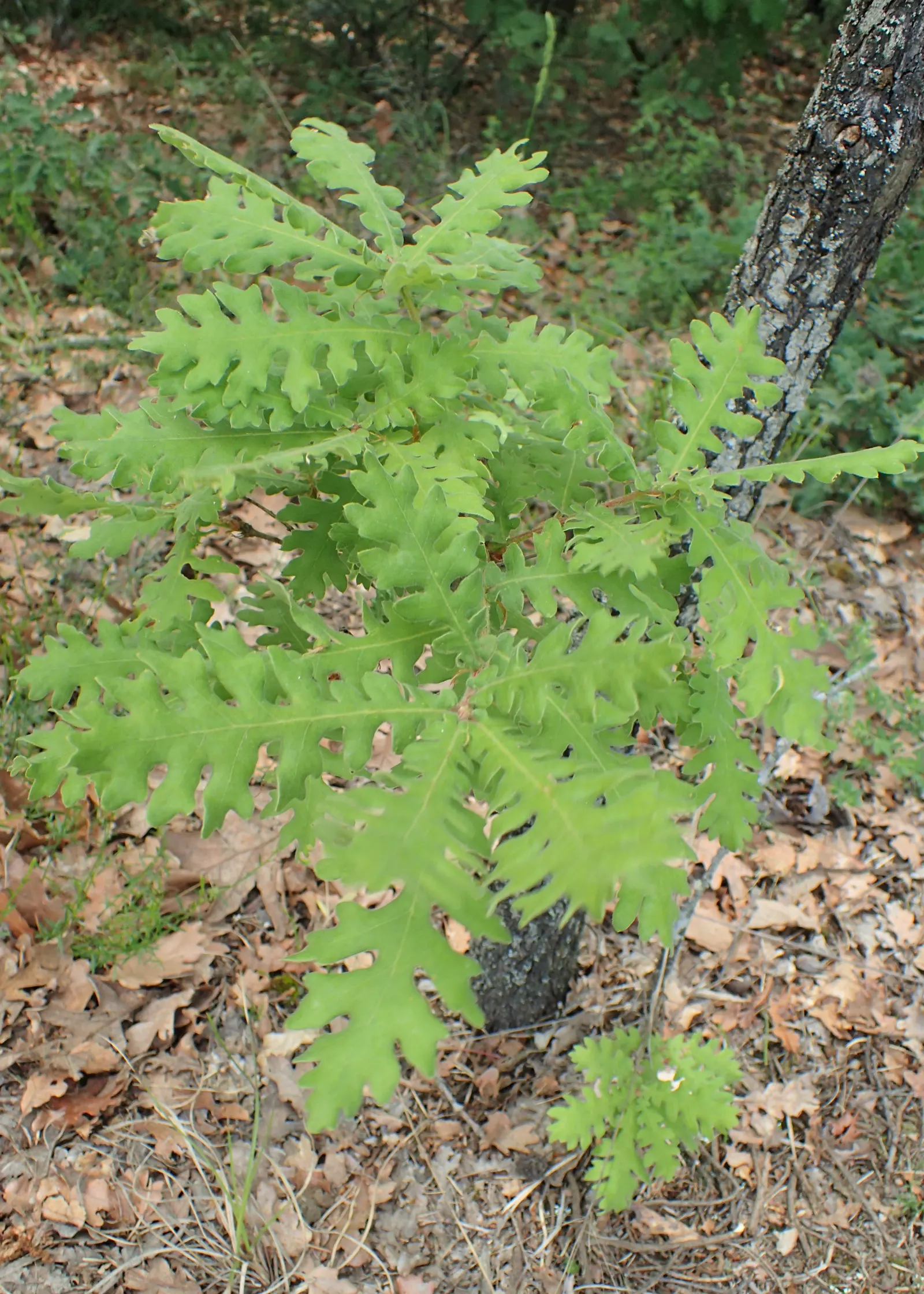 Hungarian Oak (Quercus Frainetto) — though slightly acidic conditions are ideal for optimum growth; providing a visually engaging display.<br><br>When
