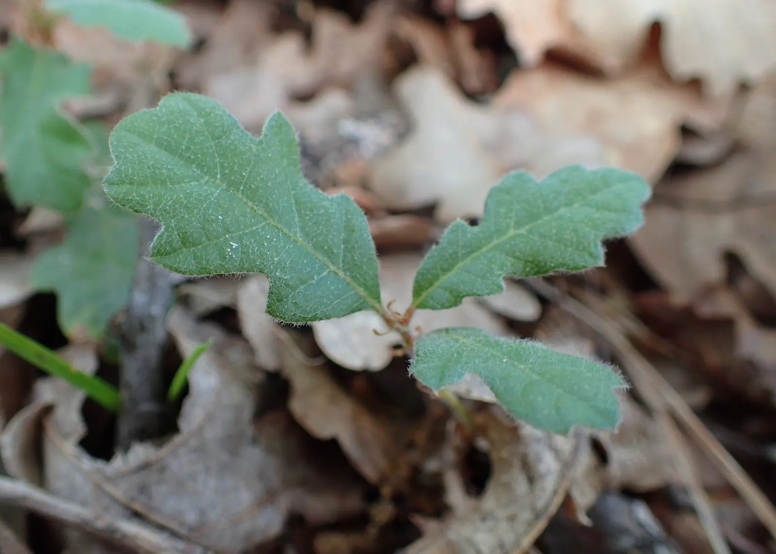 Hungarian Oak (Quercus Frainetto) — growing to about 7 to 9 inches long