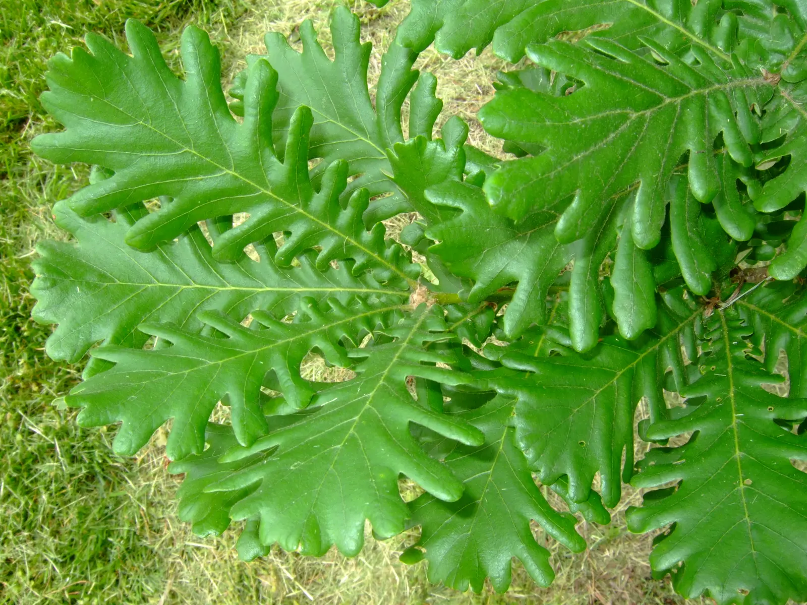 Hungarian Oak (Quercus Frainetto) — This oak prefers well-drained soils, full sun, and is drought-tolerant once established