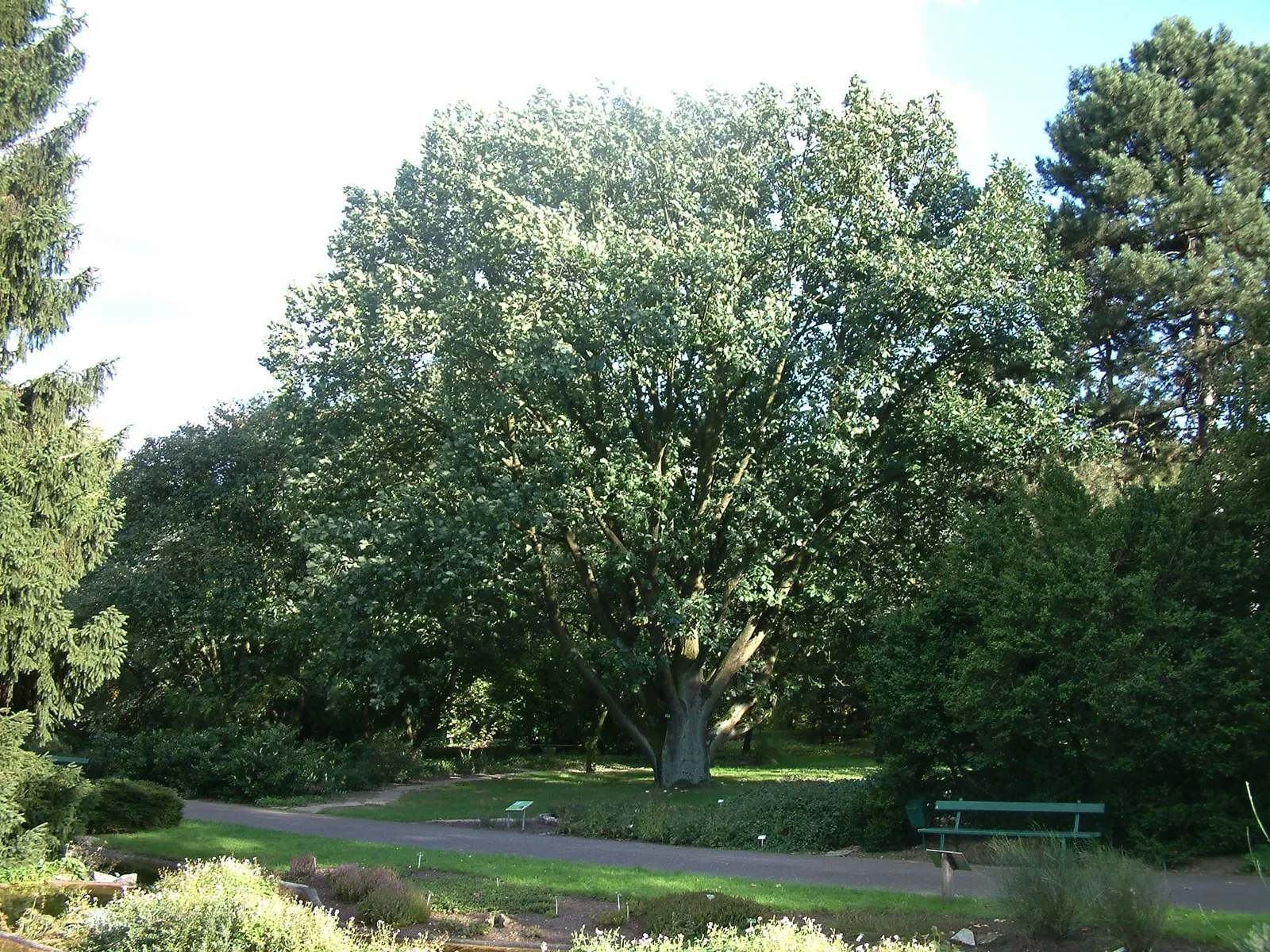Hungarian Oak (Quercus Frainetto) — They have a deep green color with a glossy surface