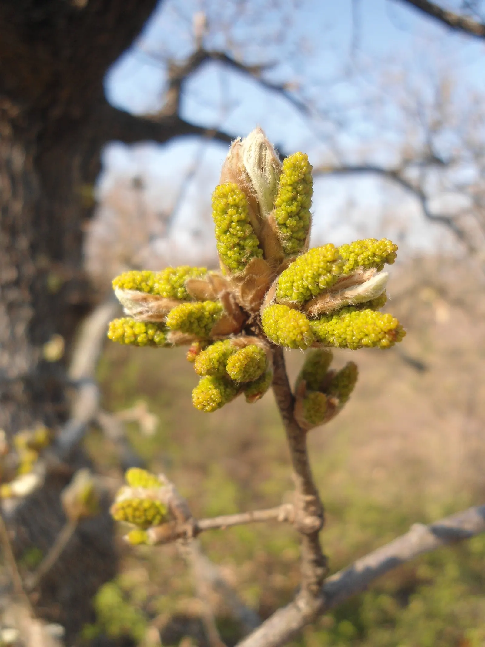 Hungarian Oak (Quercus Frainetto) — though slightly acidic conditions are ideal for optimum growth