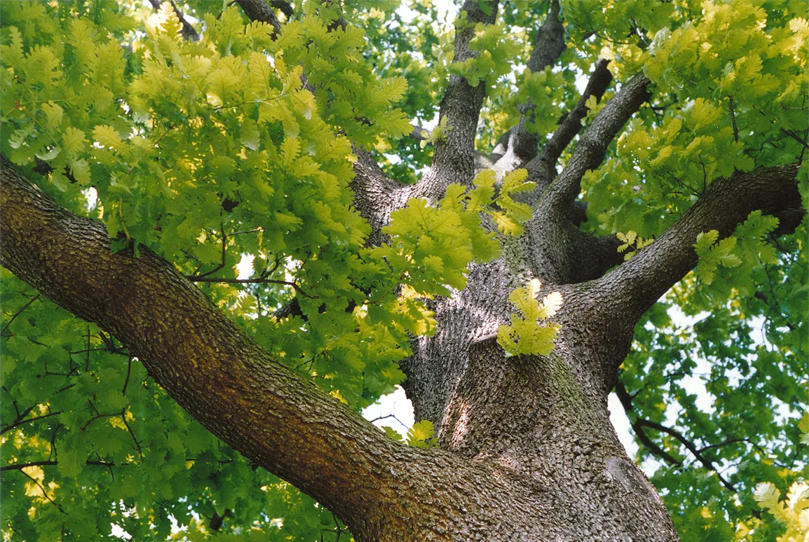 Hungarian Oak (Quercus Frainetto) — it is fairly drought-tolerant and requires minimal care