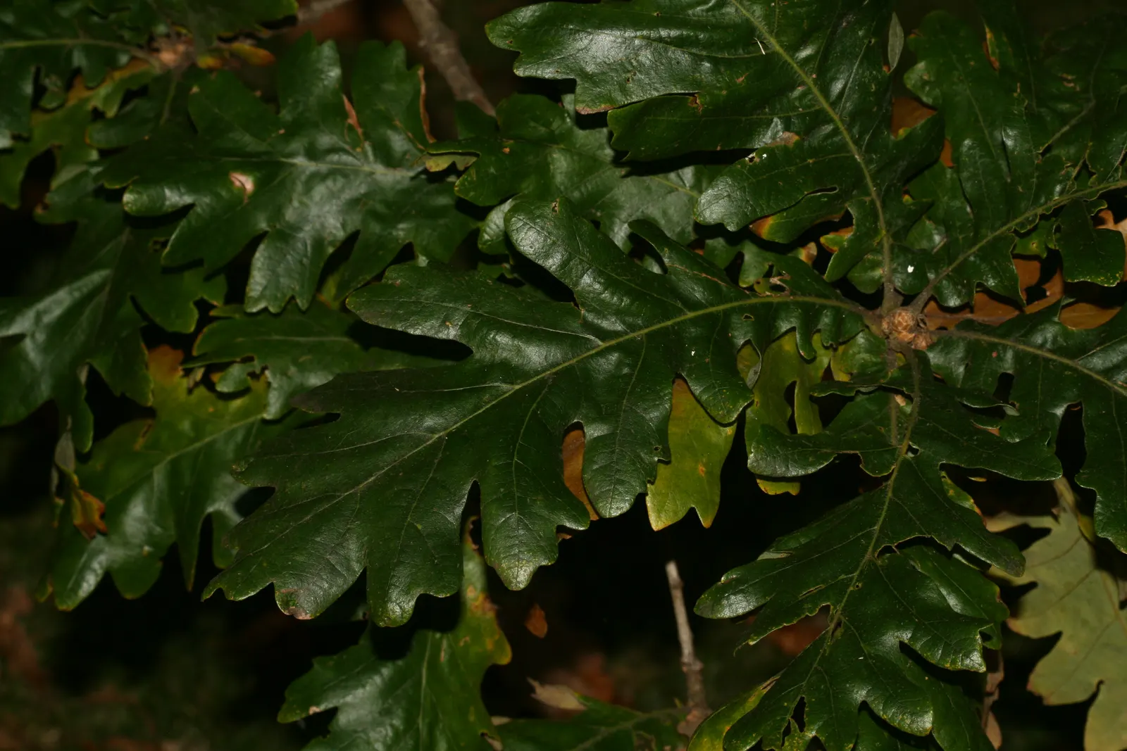 Hungarian Oak (Quercus Frainetto) — with a spread of 40-60 feet; being tolerant of different soil textures