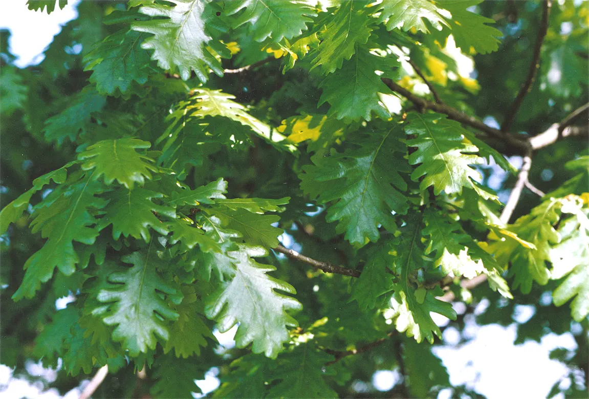Hungarian Oak (Quercus Frainetto) — it is vital to allot ample space for the Hungarian Oak to accommodate its broad canopy; it flourishes best in full sunlight