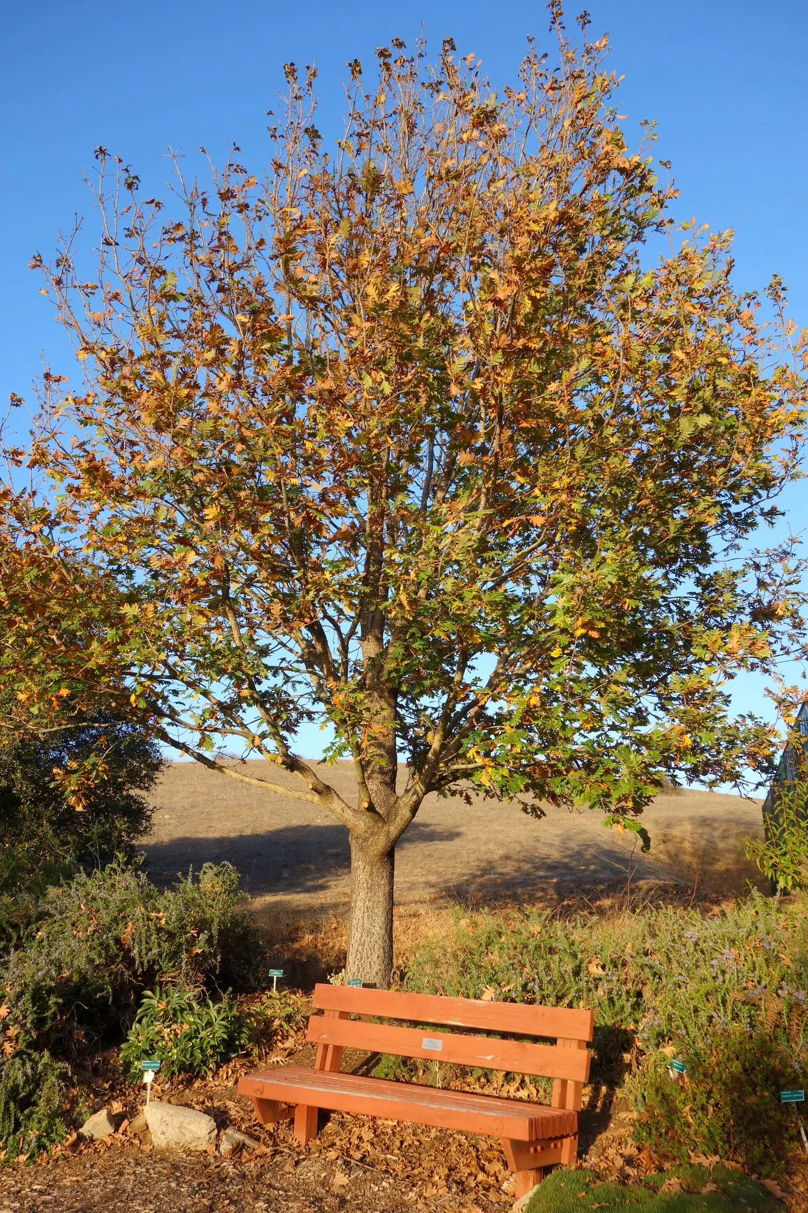 Hungarian Oak (Quercus Frainetto) — It reaches up to 80 feet tall