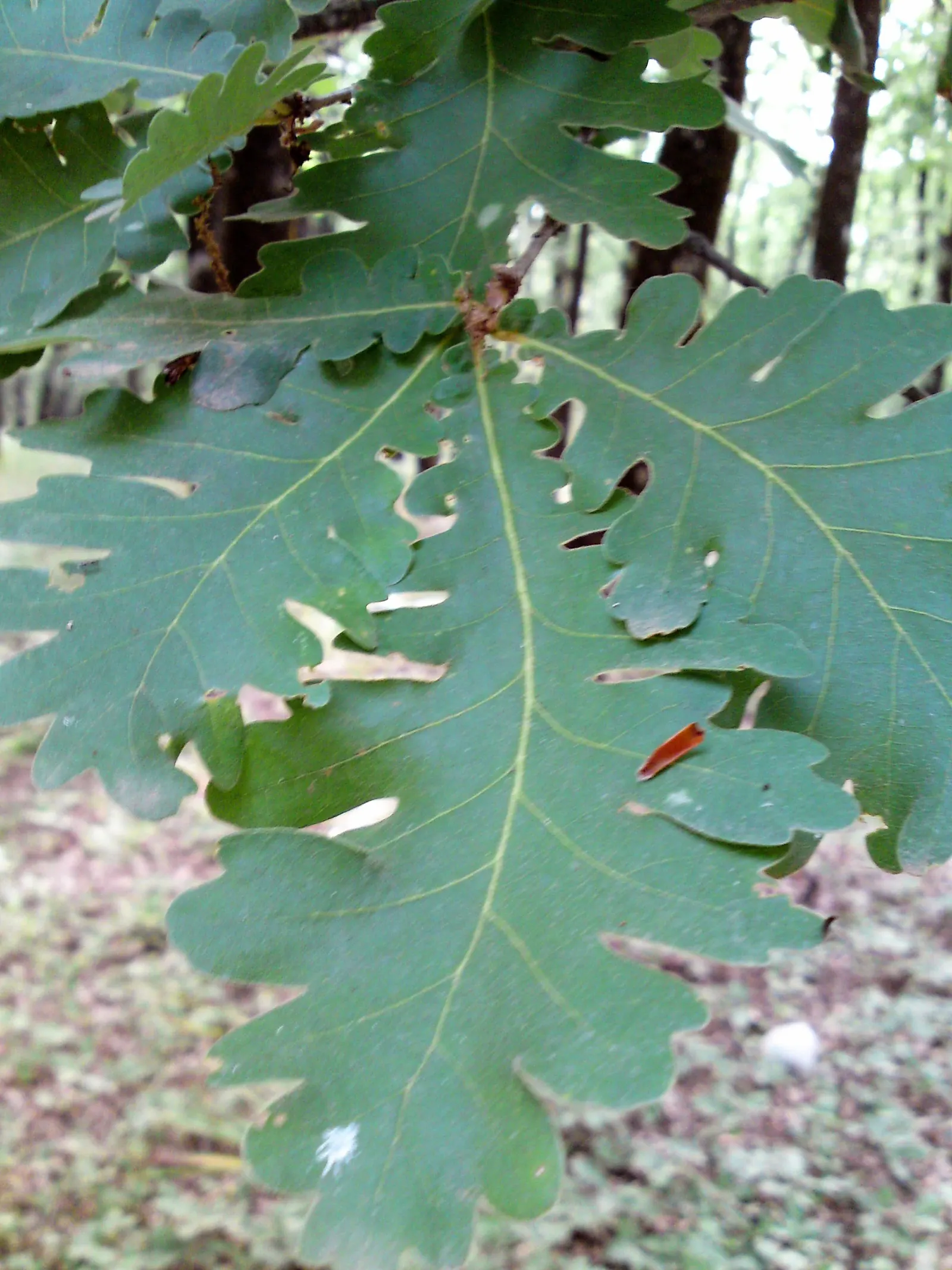 Hungarian Oak (Quercus Frainetto) — An excellent choice for expansive landscapes, providing grandeur and seasonal interest; it is vital to allot ample space